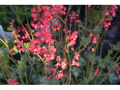 Heuchera