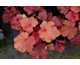 Heuchera Fire Alarm ®