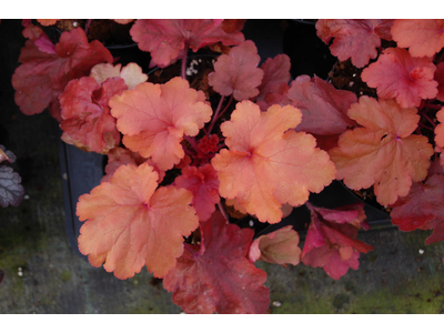 Heuchera