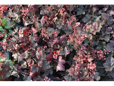 Heuchera