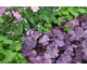 Heuchera Forever Purple ®