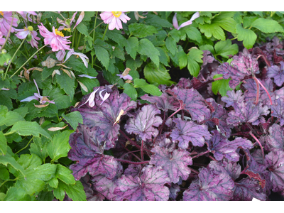 Heuchera