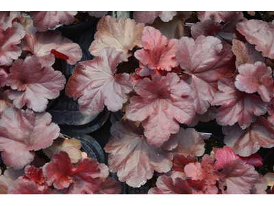 Heuchera