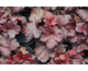 Heuchera