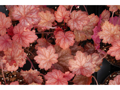 Heuchera
