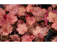 Heuchera Georgia Peach ®