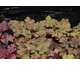 Heuchera Ginger Peach