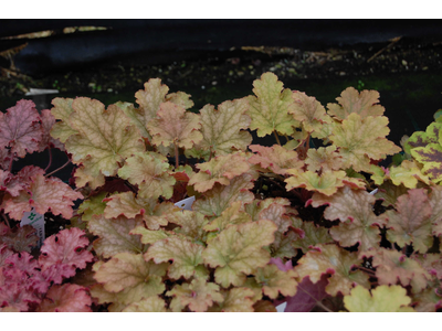 Heuchera