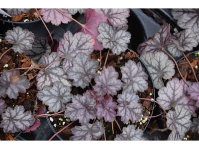 Heuchera