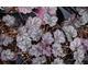 Heuchera Glitter ®