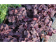 Heuchera Grape Soda