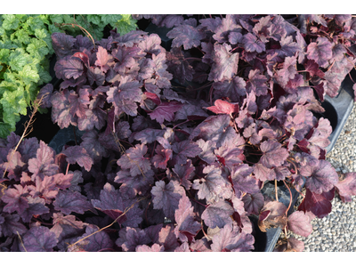 Heuchera