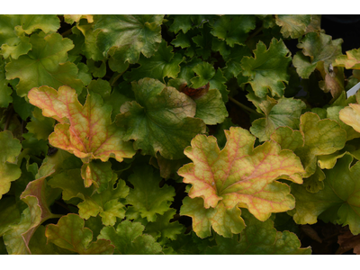 Heuchera