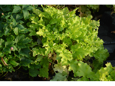 Heuchera
