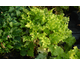 Heuchera Lime Marmelade