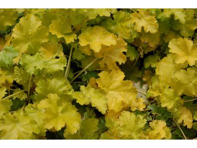 Heuchera