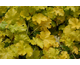 Heuchera Lime Rickey ®
