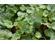 Heuchera Lipstick ®