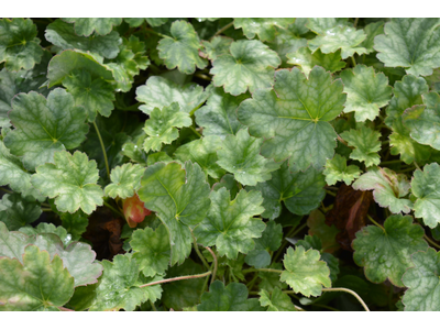 Heuchera