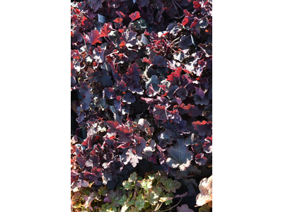 Heuchera