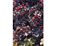 Heuchera Northern Exposure Black ®