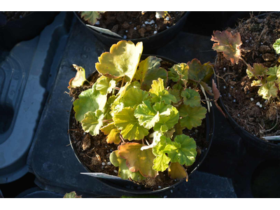 Heuchera