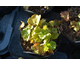 Heuchera Northern Exposure Lime ®