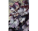 Heuchera