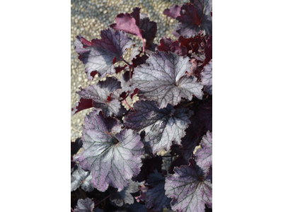 Heuchera