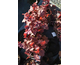 Heuchera Northern Exposure Red ®