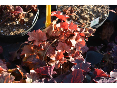 Heuchera