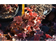 Heuchera Paprika ®