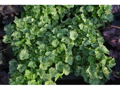 Heuchera
