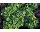 Heuchera Peppermint