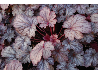Heuchera