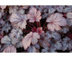 Heuchera Shangai ®