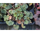 Heuchera Silver Dollar ®