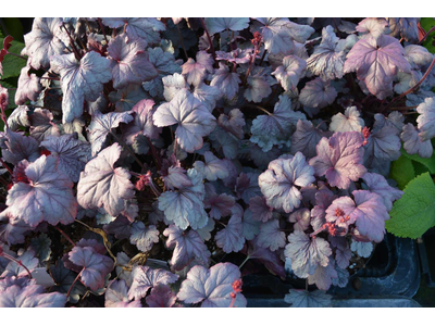 Heuchera