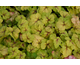 Heucherella Stoplight ®