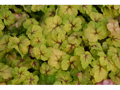 Heucherella