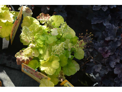 Heuchera