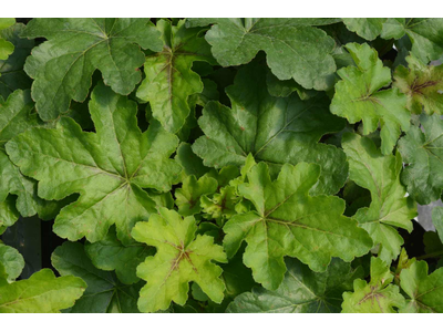 Heuchera