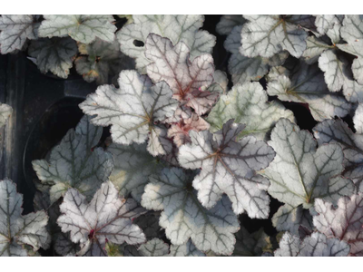 Heuchera