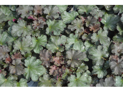 Heuchera