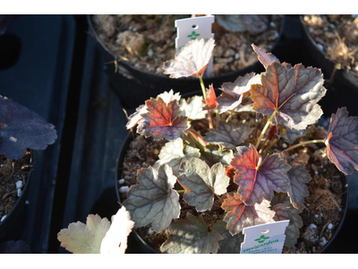 Heuchera