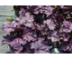 Heuchera Wildberry