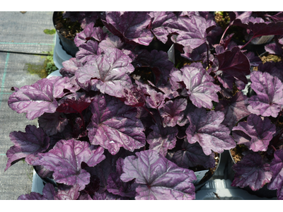 Heuchera