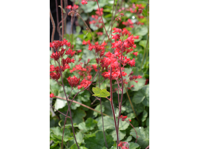 Heuchera sanguinea