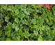 Heuchera sanguinea Splendens