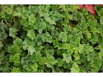 Heuchera sanguinea